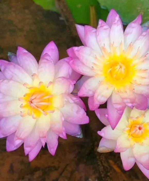 Лотосы, водяные цветы.