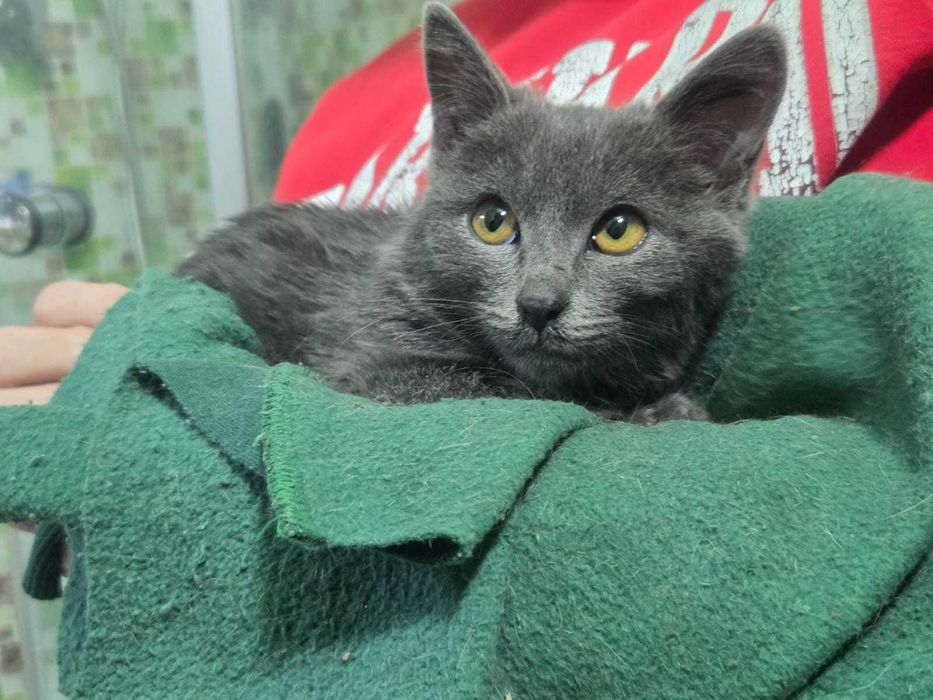 котёнок британец девочка