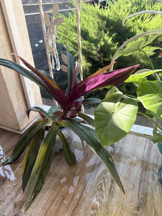 Цветы комнатные разные