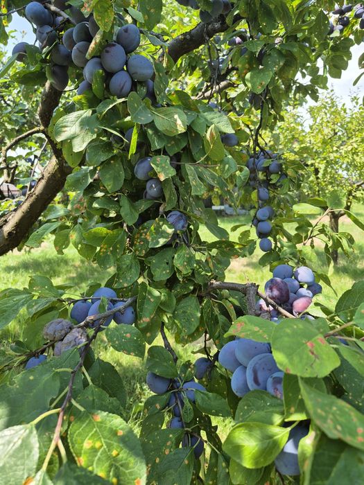 Prune de masa Centenar