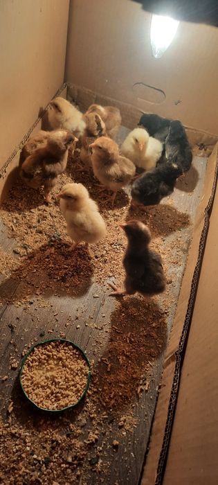 Продаются Цыплята