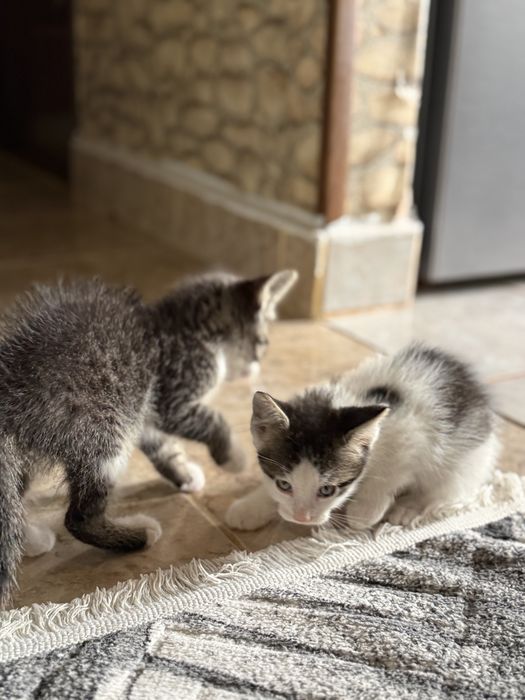3 motanei isi cauta casute
