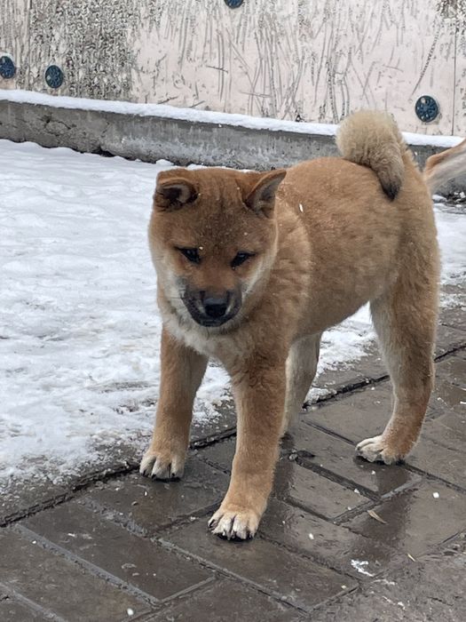 Японские сиба ину