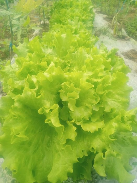 Salată creată de vânzare