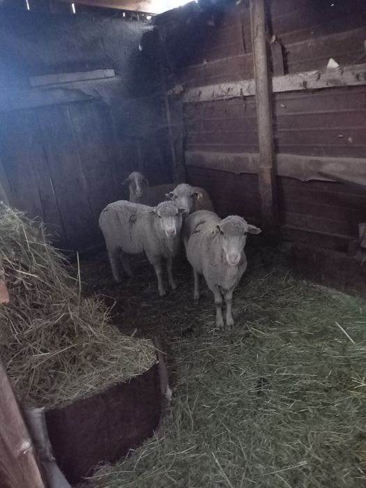 Продам баран матки