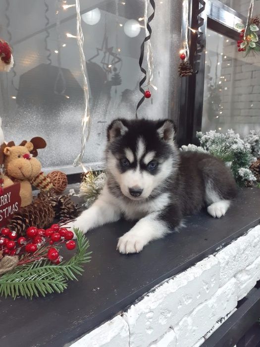 Хасята с фотоссесии