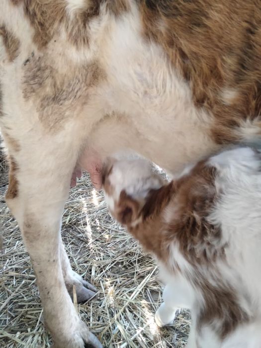 Сиыр бузауымен сатылады