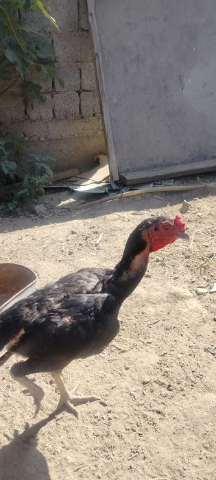 Продаются куры дакан вьетнам