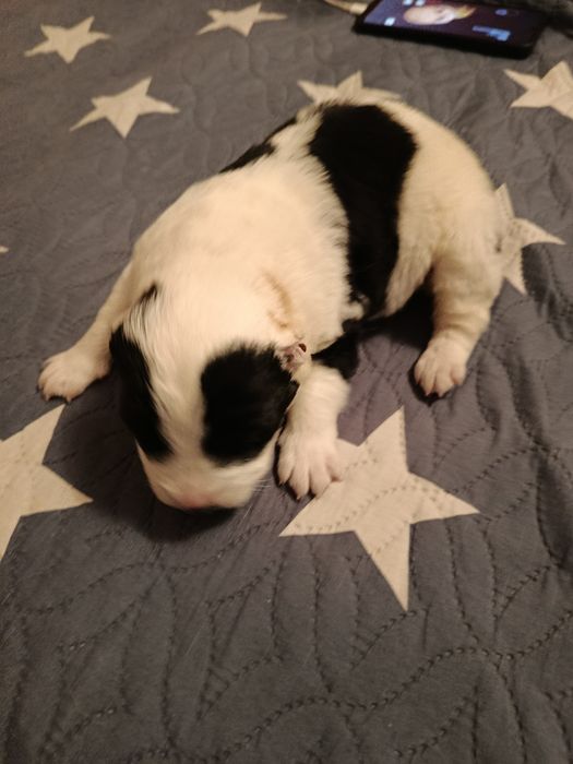 Бронь. Собака САО Алабай