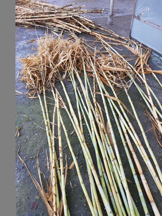 Продам стебли Камышового Бамбука 2023 года урожая.