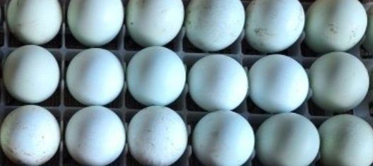 Ouă araucana și ameraucana.