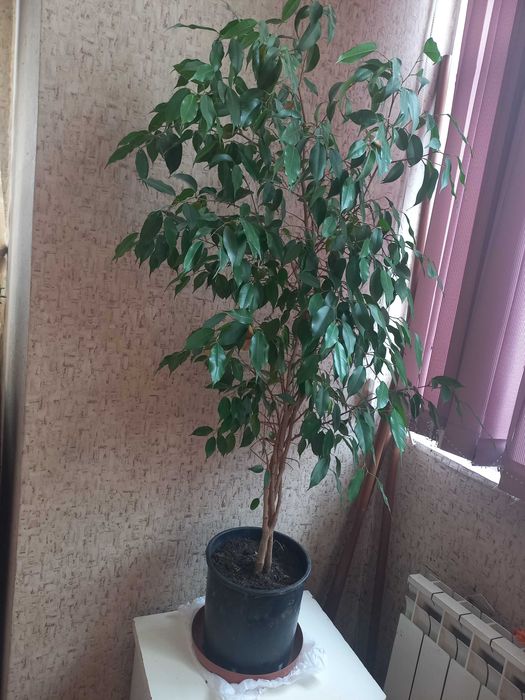 Фикус "" Бенжамина""
