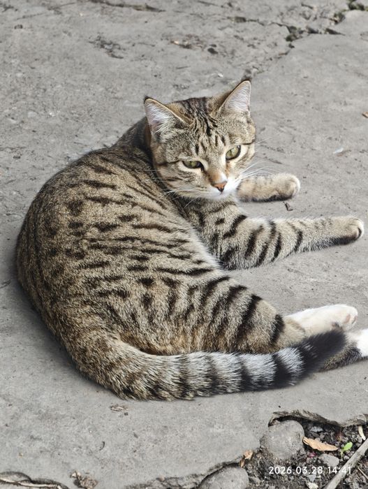 Котята, девочка и мальчик, даром.