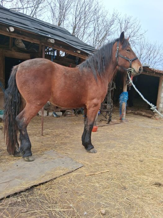 Vand sau schimb manza