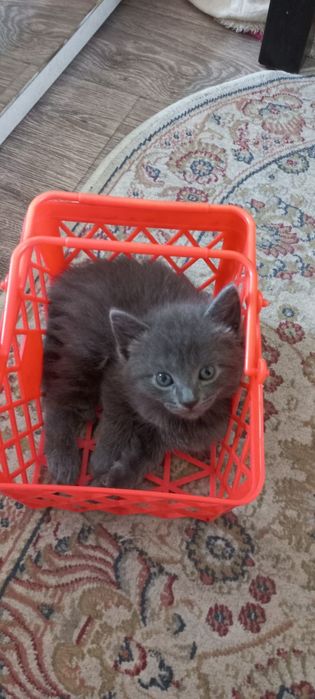 Котята от британки