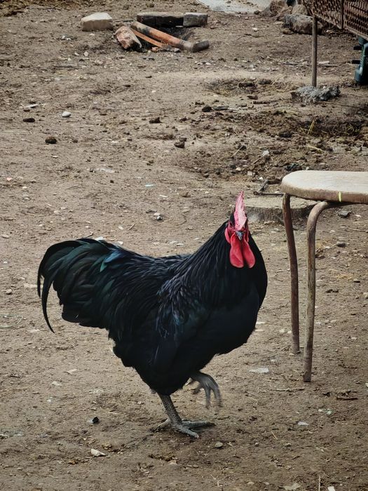 Jersi gigant va Astralop tovuq Xorozlari sotiladi