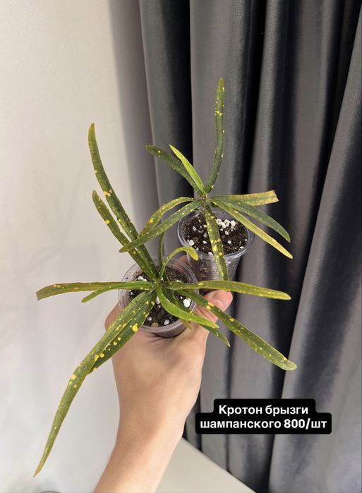 Разные комнатные растения