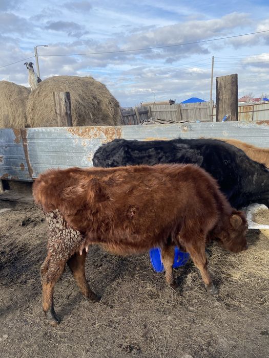 Продам  коров срочно