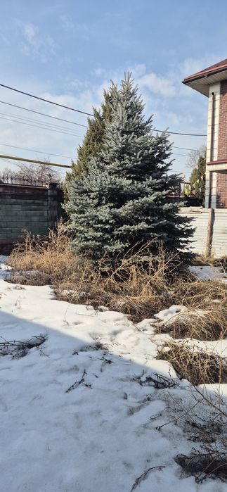 Голубая ель, елка