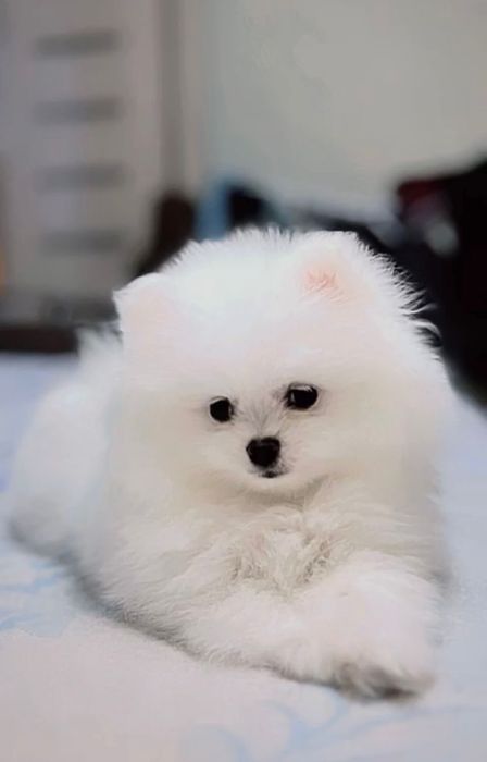 Продам шпицов мини мишки