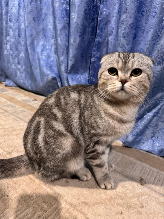 шотландская вислоухая кошка