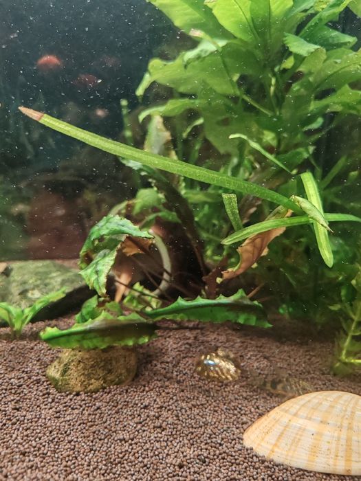 Аквариумные растения