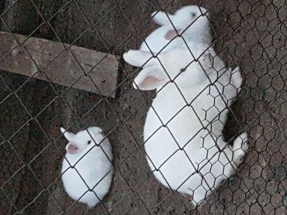 Vand  californian și neozeelandez alb