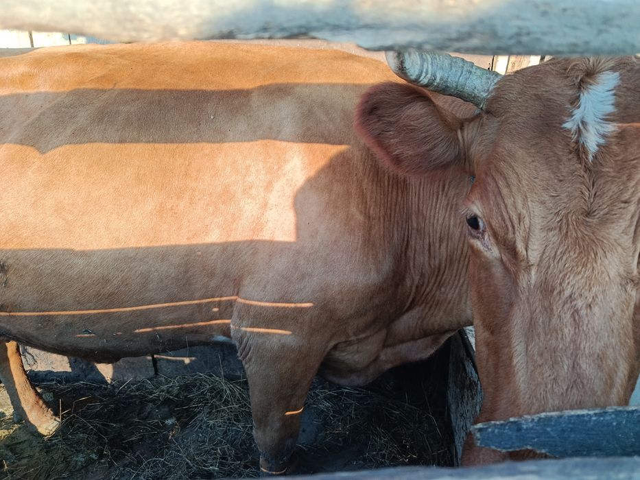 Продам карову дойную