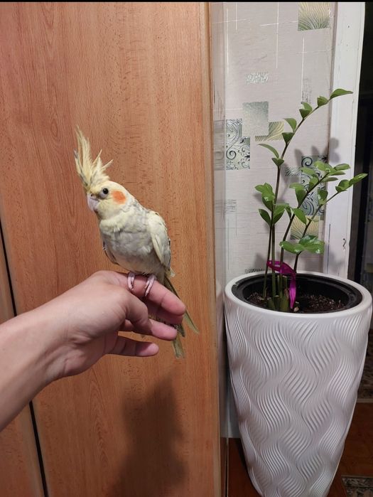 Корелы ручные большой клеткой