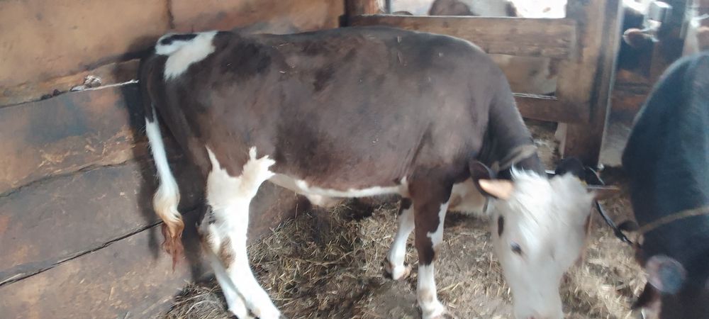 Продам бычков на доращивание.возраст 13мес.