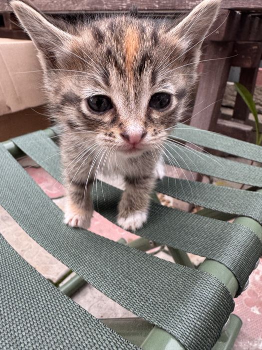 Отдам в добрые руки котят