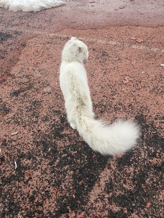 Срочно котёнку нужен дом