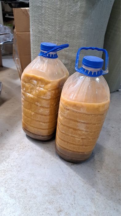 Личебный жир чёрной львинки