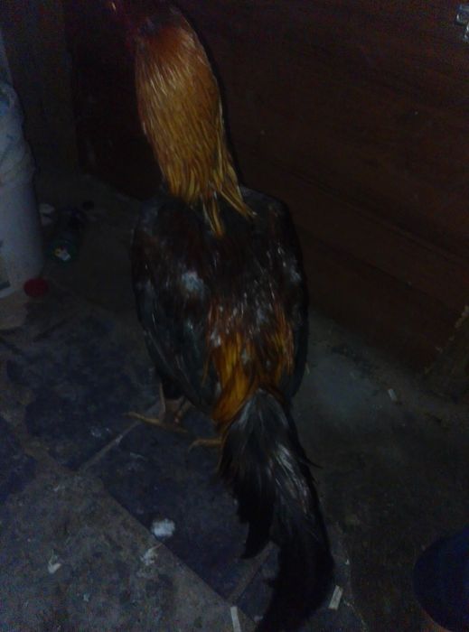 Ассалам алейкум. Продаются питух 12 месяцев