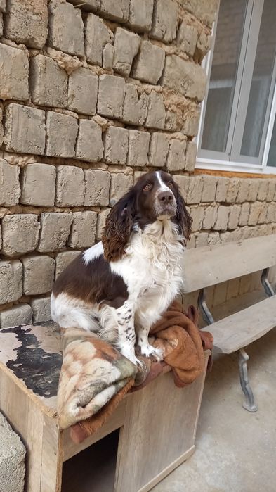 Кабель для случки ,не для продажи