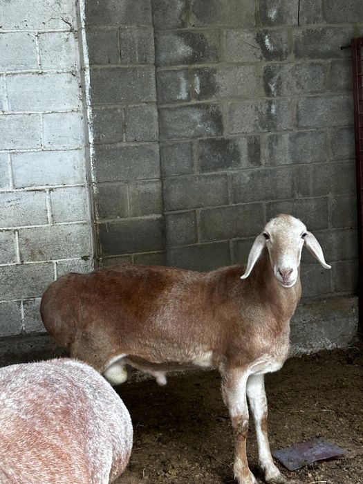 Арашан қошқарлар 2 жас