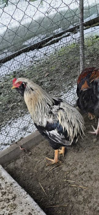 Vând cocoși Araucana 2025.