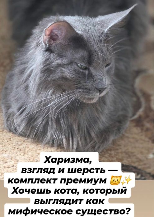 Пристраиваются два Мей куна!