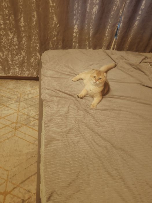 Плюша Шиншилла ny25