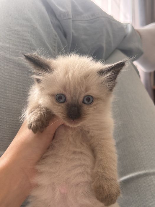 Котенок в хорошие руки