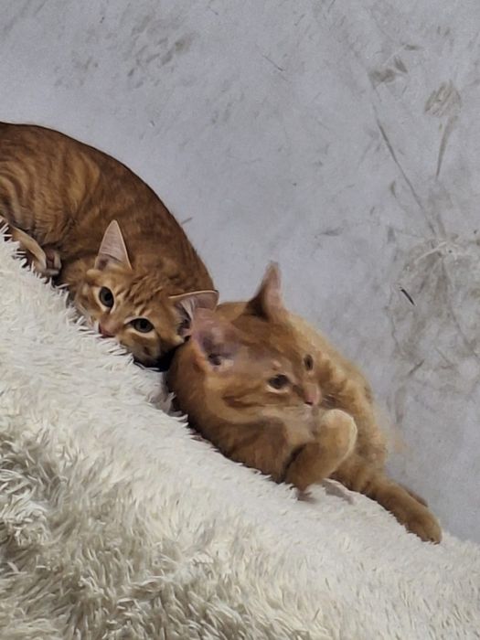 Отдам котиков в хорошие руки