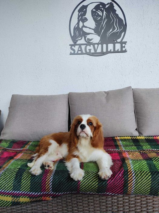 De vanzare mascul deosebit din rasa Cavalier king charles spaniel