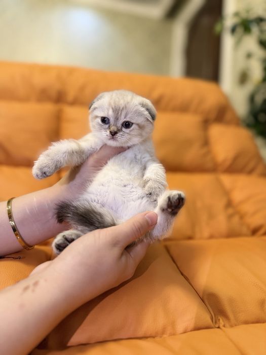 Toza zotli fold va strayt ayiqchalar sotuvga tayyor