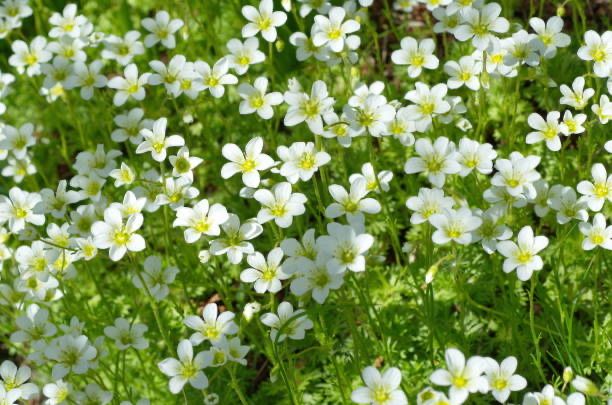 Саксифрага / каменоломка