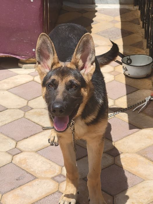 Овчарка 4 месяца сучка