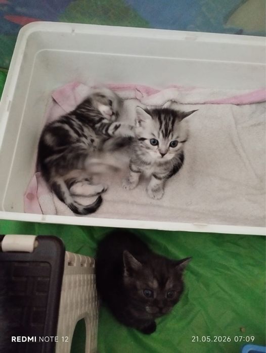Продаються шотландские Котята