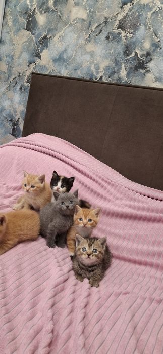 Британские ласковые котята