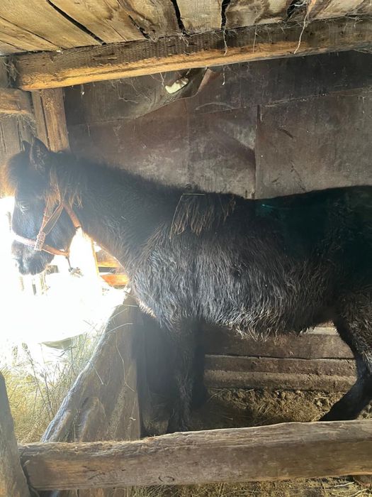 Продаю жабагы девочки