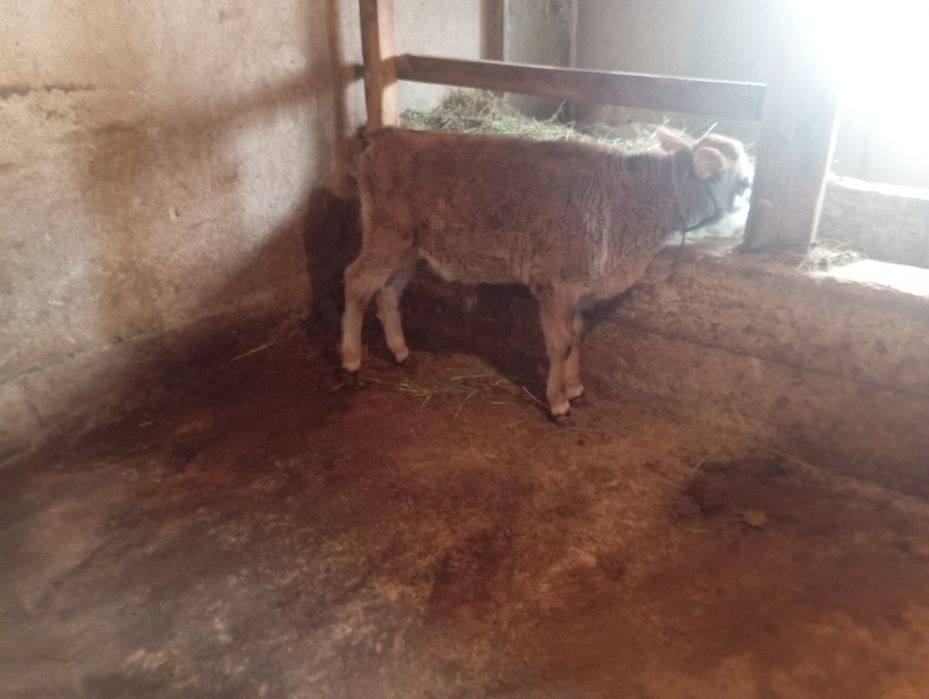 Продам телёнка бычка срочно