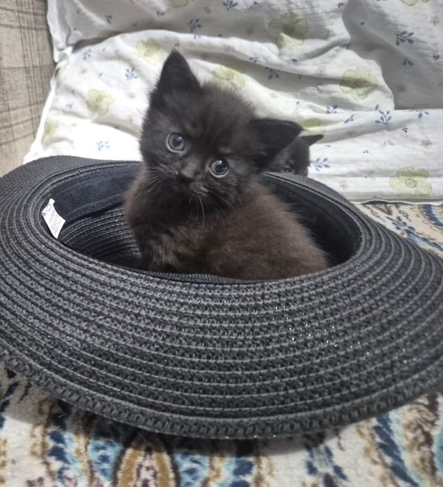 Отдаю бесплатно котят